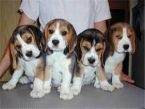 registered Beagle Tri-Colour puppies